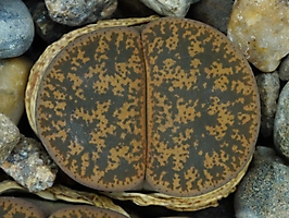 Lithops lesliei C 342
