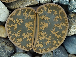 Lithops lesliei C 344