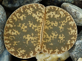 Lithops lesliei C 352
