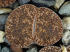 Lithops lesliei C 354