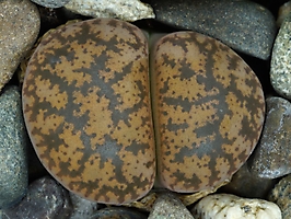 Lithops lesliei C 358