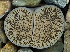 Lithops lesliei ssp. burchelii C 302