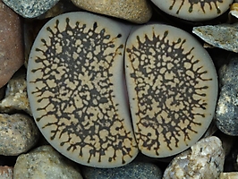 Lithops lesliei ssp. burchellii C 308