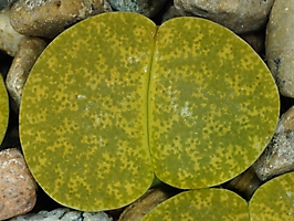 Lithops lesliei 'Storms's Albinigold' C 036b