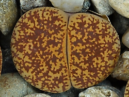 Lithops lesliei v. hornii C 015