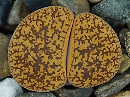 Lithops lesliei v. hornii C 364