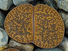 Lithops lesliei v. mariae C 141