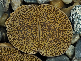 Lithops lesliei v. mariae C 152