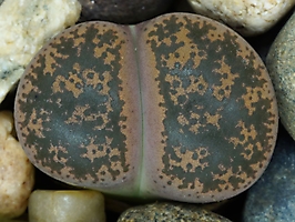 Lithops lesliei v. minor C 006