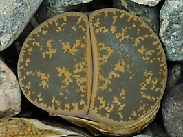 Lithops lesliei v. minor 'Witblom' C 006A