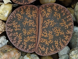 Lithops lesliei v. rubrobrunnea C 017