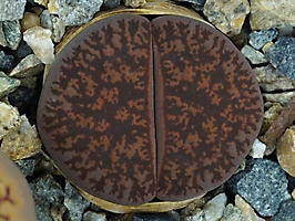 Lithops lesliei v. rubrobrunnea C 204