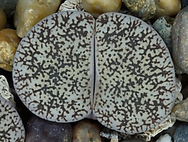 Lithops lesliei v. venteri