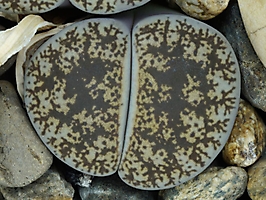Lithops lesliei v. venteri C 001