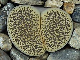 Lithops lesliei v. venteri C 047