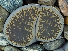 Lithops lesliei v. venteri maraisii C 153