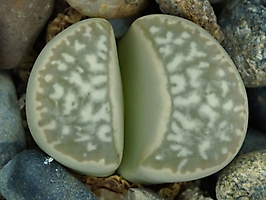 Lithops marmorata C 260