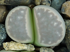Lithops marmorata C 305
