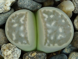 Lithops marmorata 'framesii' C 058