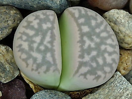 Lithops marmorata 'framesii' C 365