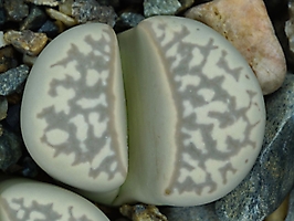Lithops marmorata v. elisae C 214