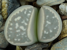 Lithops marmorata v. elisae C 252