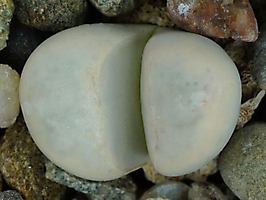 Lithops meyeri C 212