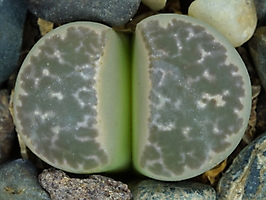 Lithops naureeniae C 304
