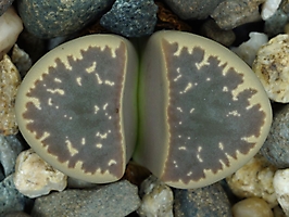 Lithops naureeniae PV 1000