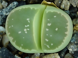 Lithops olivacea C 055
