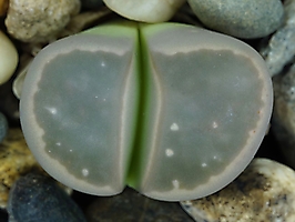 Lithops olivacea C 109
