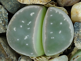 Lithops olivacea PV 986