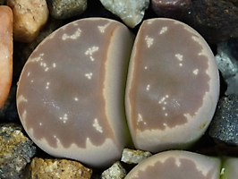 Lithops olivacea v. nebrownii C 162b