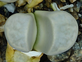 Lithops optica C 276