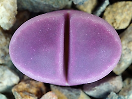 Lithops optica 'Rubra' C 081a