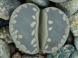 Lithops otzeniana C 128
