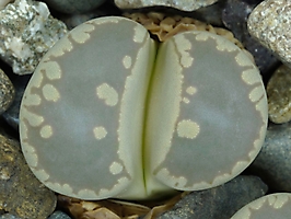 Lithops otzeniana C 280
