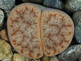 Lithops pseudotruncatella C 067