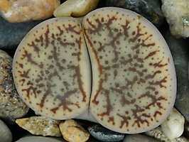 Lithops pseudotruncatella C 070