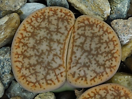 Lithops pseudotruncatella C 099