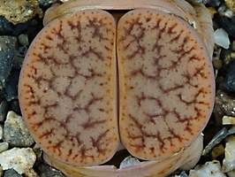 Lithops pseudotruncatella C 100