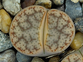 Lithops pseudotruncatella C 263