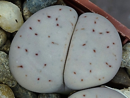 Lithops pseudotruncatella C 264
