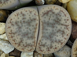 Lithops pseudotruncatella C 315