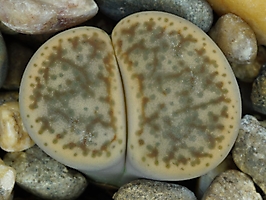 Lithops pseudotruncatella C 381