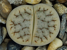 Lithops pseudotruncatella ssp. archerae C 104