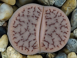 Lithops pseudotruncatella ssp. dendritica C 071