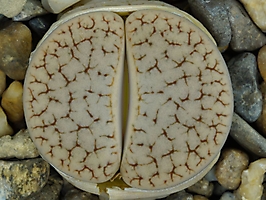 Lithops pseudotruncatella ssp. dendritica C 072