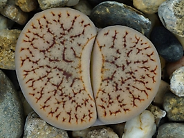 Lithops pseudotruncatella ssp. dendritica C 357