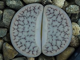 Lithops pseudotruncatella ssp. dendritica C 384